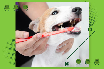 orejas-dientes2.jpg